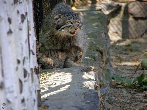 Самоизоляция помогла: у манула в Новосибирском зоопарке родились сразу восемь котят