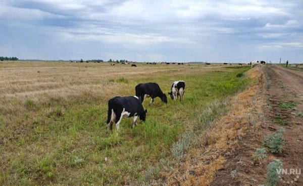 Режим чрезвычайной ситуации вводится в Новосибирской области с 23 июля