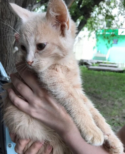 &laquo;Сидели без света и еды&raquo;: из однокомнатной квартиры сибирячки спасли 47 кошек