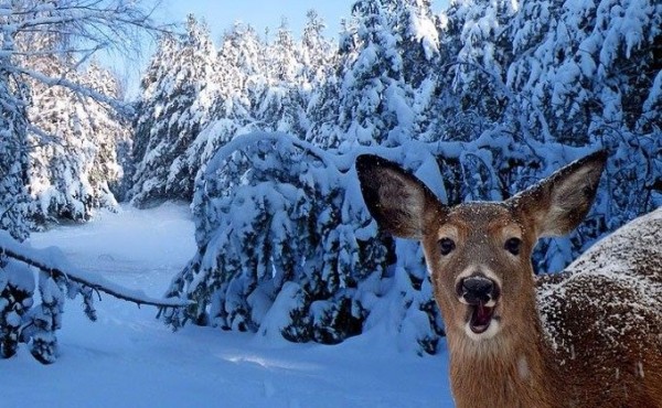 Голыми руками сломал шею косуле догнавший ее браконьер