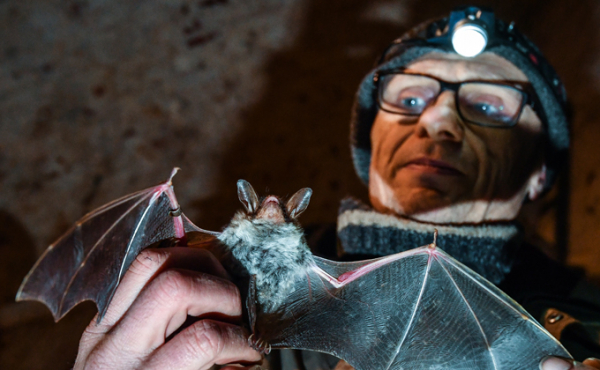 &laquo;Что там есть?..&raquo; - связь коронавируса и летучих мышей ищут ученые