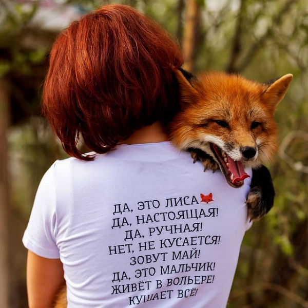 Не отдам на шапку! Сибирячка спасла лисенка со зверофермы, теперь он живет с ней, собакой и котом