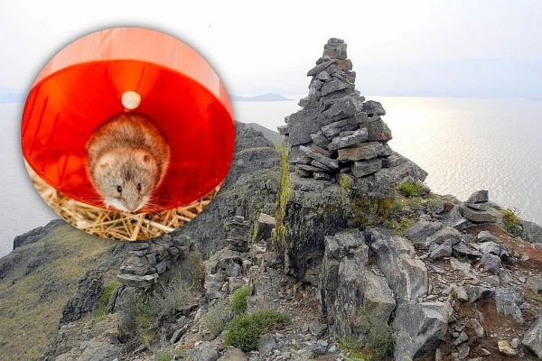 Перезимовали и спаслись от лисы: ученые заселили Байкал исчезающими мышками-полевками, выведенными в Новосибирске