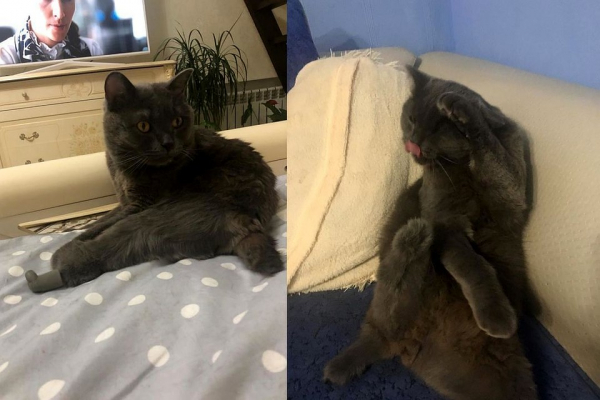 &laquo;Вот это гонщик!&raquo;: новосибирские врачи поставили протез коту, попавшему под трамвай, а он умудрился износить его за полгода