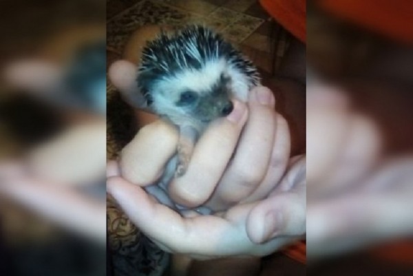 «К нам домой ходят, как в зоопарк»: папа с дочкой завели в квартире семью карликовых ежей «К нам домой ходят, как в зоопарк»: папа с дочкой завели в квартире семью карликовых ежей