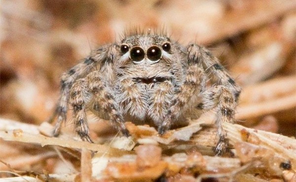 Имя своей мамы дал новому пауку ученый из Новосибирска