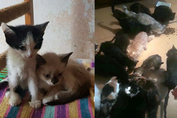 &laquo;Сидели без света и еды&raquo;: из однокомнатной квартиры сибирячки спасли 47 кошек