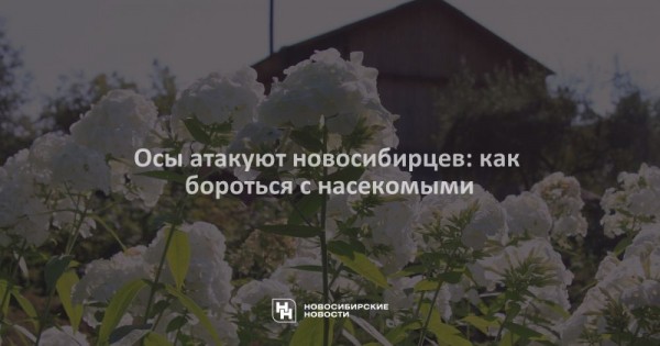 Осы атакуют новосибирцев: как бороться с насекомыми Осы атакуют новосибирцев: как бороться с насекомыми