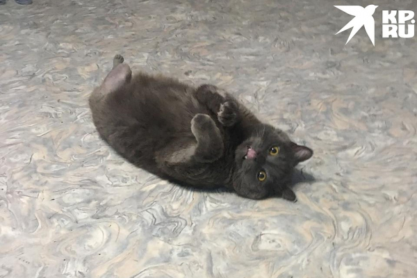 &laquo;Вот это гонщик!&raquo;: новосибирские врачи поставили протез коту, попавшему под трамвай, а он умудрился износить его за полгода