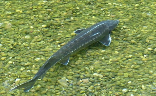 Ценные породы рыб стали выращивать в Новосибирской области Ценные породы рыб стали выращивать в Новосибирской области