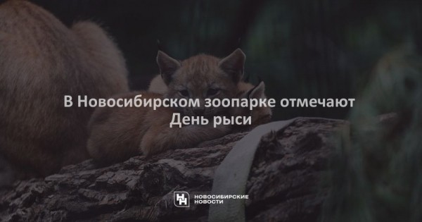 В Новосибирском зоопарке отмечают День рыси