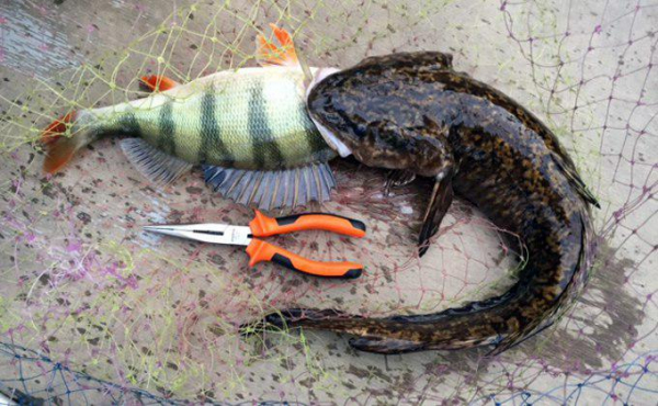 Щука-переросток, Лунтик и пираньи: самые экзотические рыбы, пойманные в Оби Щука-переросток, Лунтик и пираньи: самые экзотические рыбы, пойманные в Оби