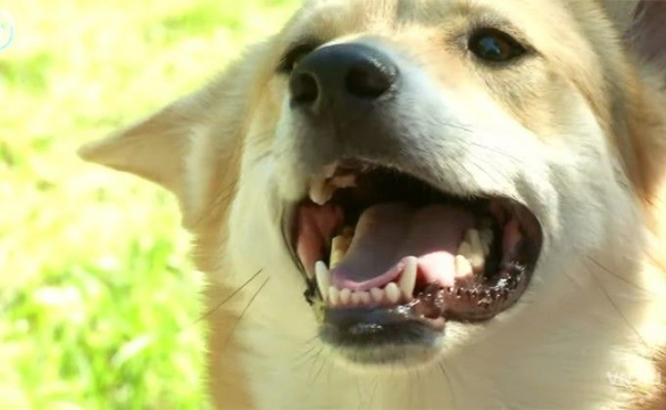Догхантеры травят собак в Новосибирске