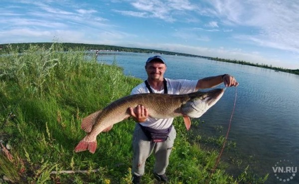 Щуку в человеческий рост поймали рыбаки на Северном объезде