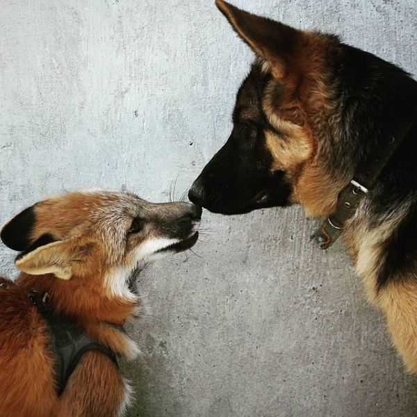 Не отдам на шапку! Сибирячка спасла лисенка со зверофермы, теперь он живет с ней, собакой и котом