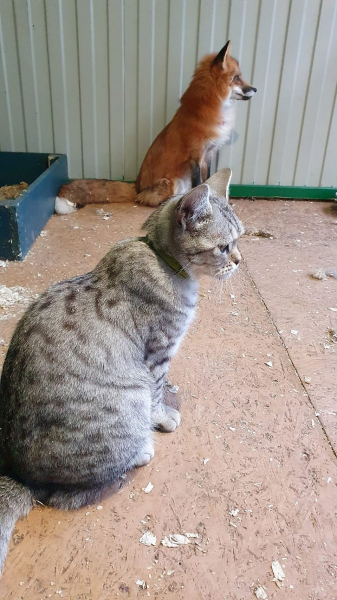 Не отдам на шапку! Сибирячка спасла лисенка со зверофермы, теперь он живет с ней, собакой и котом