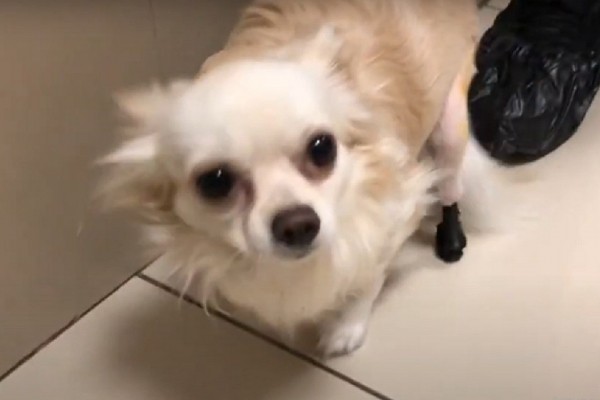 &laquo;Лапку оторвали дикие звери&raquo;: в Новосибирске охотничьему чихуахуа сделали протез