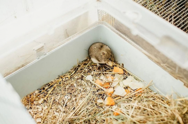 Перезимовали и спаслись от лисы: ученые заселили Байкал исчезающими мышками-полевками, выведенными в Новосибирске