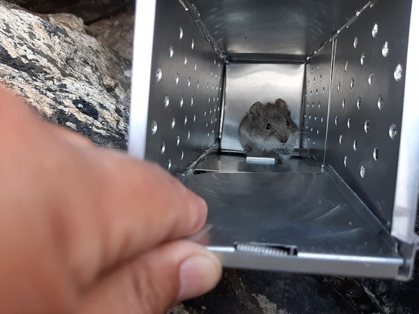 Перезимовали и спаслись от лисы: ученые заселили Байкал исчезающими мышками-полевками, выведенными в Новосибирске