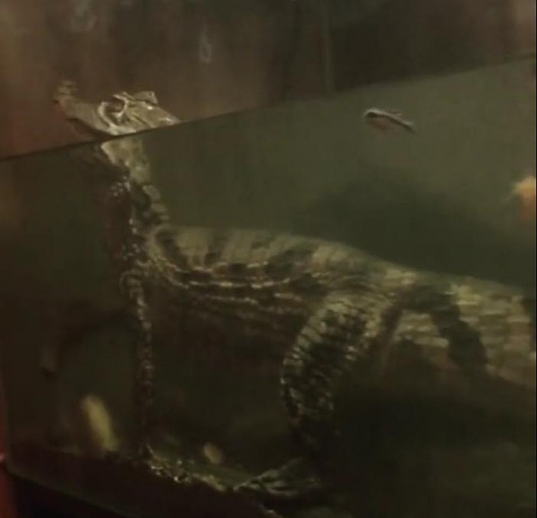 &laquo;Он сначала маленький был, не больше полуметра&raquo;: сибиряки продают крокодила