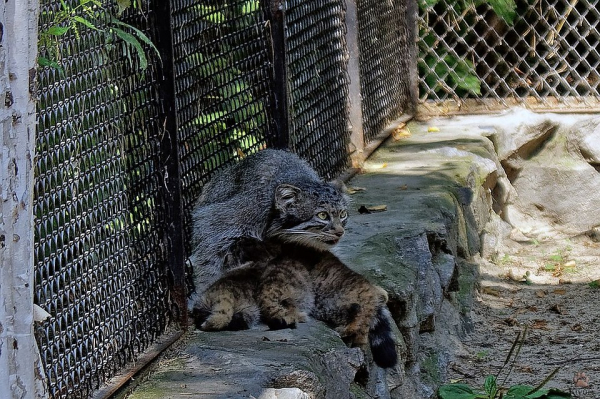 Самоизоляция помогла: у манула в Новосибирском зоопарке родились сразу восемь котят