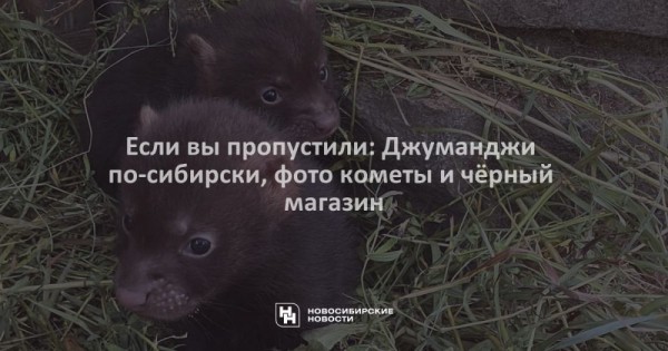 Если вы&nbsp;пропустили: Джуманджи по-сибирски, фото кометы и&nbsp;чёрный магазин
