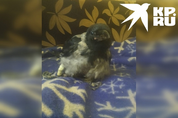 &laquo;Требует внимания и мяса&raquo;: в приюте для кошек нянчат трехмесячного вороненка