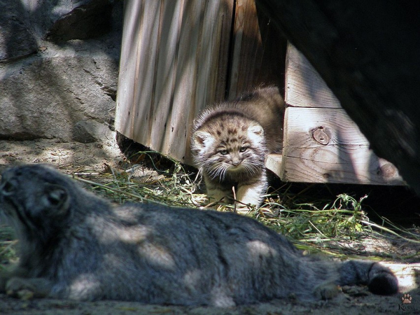 Самоизоляция помогла: у манула в Новосибирском зоопарке родились сразу восемь котят