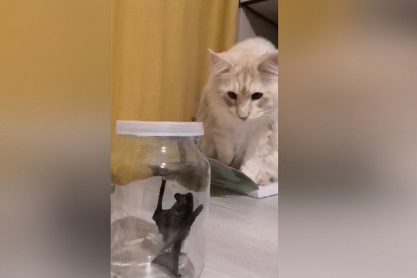 &laquo;А если она с &laquo;короной&raquo;?&raquo;: новосибирцы столкнулись с нашествием летучих мышей - эксперты рассказали, опасны ли они