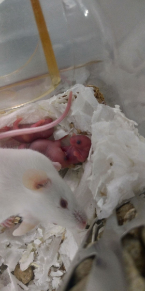 Новосибирские ученые показали журналистам потомство трансгенных мышей Новосибирские ученые показали журналистам потомство трансгенных мышей