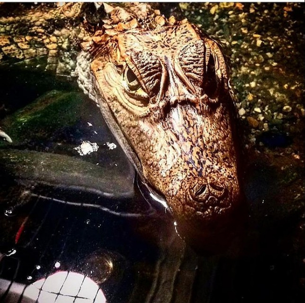 &laquo;Он сначала маленький был, не больше полуметра&raquo;: сибиряки продают крокодила