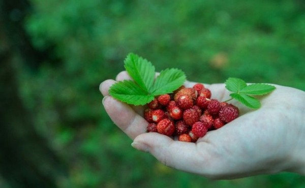 Земляничное варенье на зиму: простой и вкусный рецепт