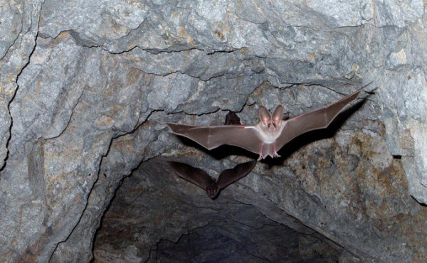 &laquo;Что там есть?..&raquo; - связь коронавируса и летучих мышей ищут ученые