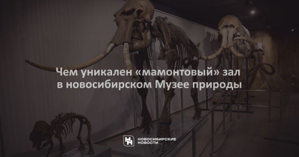 Чем уникален &laquo;мамонтовый&raquo; зал в&nbsp;новосибирском Музее природы