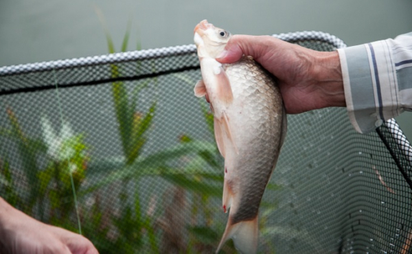 Щука-переросток, Лунтик и пираньи: самые экзотические рыбы, пойманные в Оби Щука-переросток, Лунтик и пираньи: самые экзотические рыбы, пойманные в Оби