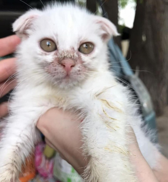 &laquo;Сидели без света и еды&raquo;: из однокомнатной квартиры сибирячки спасли 47 кошек