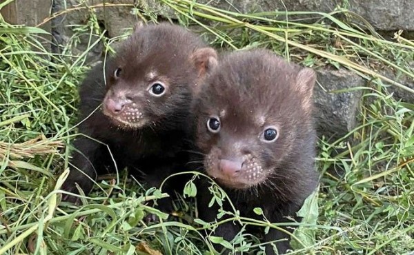 Щенки с перепонками на лапах умилили новосибирцев