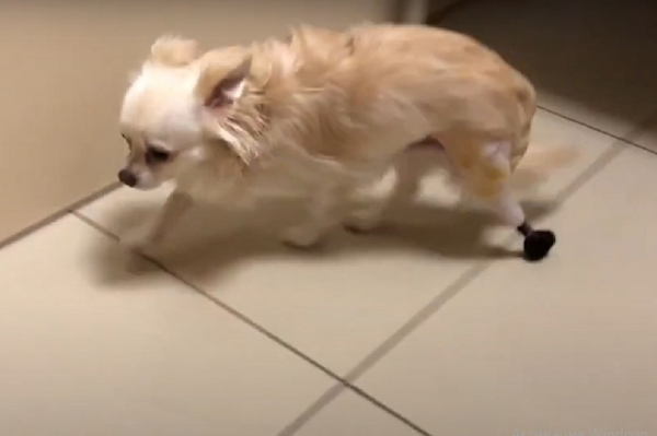 &laquo;Лапку оторвали дикие звери&raquo;: в Новосибирске охотничьему чихуахуа сделали протез