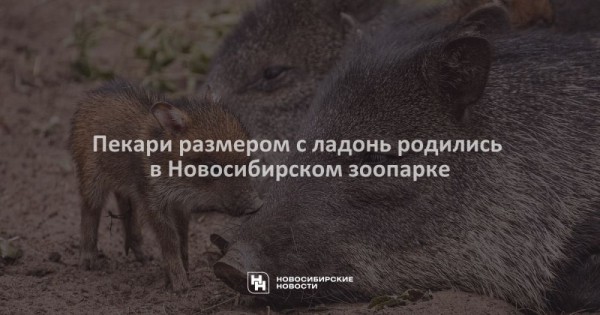 Пекари размером с&nbsp;ладонь родились в&nbsp;Новосибирском зоопарке