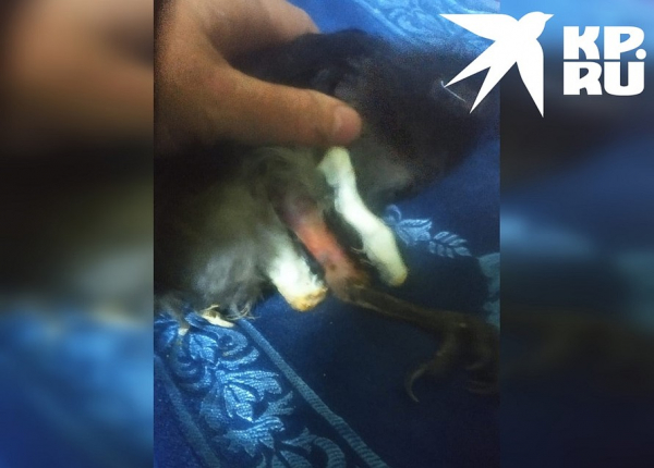 &laquo;Требует внимания и мяса&raquo;: в приюте для кошек нянчат трехмесячного вороненка