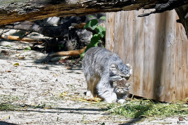 Самоизоляция помогла: у манула в Новосибирском зоопарке родились сразу восемь котят