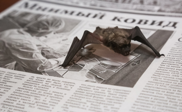 &laquo;Что там есть?..&raquo; - связь коронавируса и летучих мышей ищут ученые