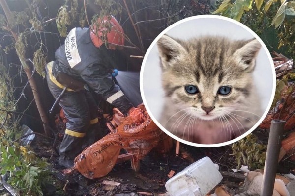 Пожар в приюте «Кошкино лукошко» в Новосибирске: перед этим зоозащитники получили похоронный венок Пожар в приюте «Кошкино лукошко» в Новосибирске: перед этим зоозащитники получили похоронный венок