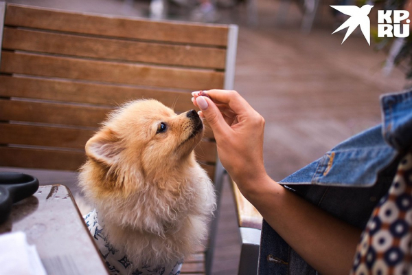 «Мы заплакали от счастья»: как прошло открытие летних веранд в Новосибирске «Мы заплакали от счастья»: как прошло открытие летних веранд в Новосибирске