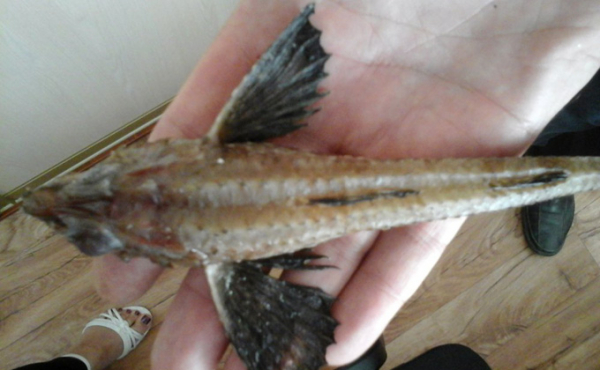 Щука-переросток, Лунтик и пираньи: самые экзотические рыбы, пойманные в Оби Щука-переросток, Лунтик и пираньи: самые экзотические рыбы, пойманные в Оби