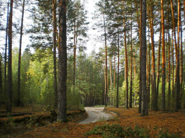Губернатор поручил придать Караканскому бору статус природного парка Губернатор поручил придать Караканскому бору статус природного парка