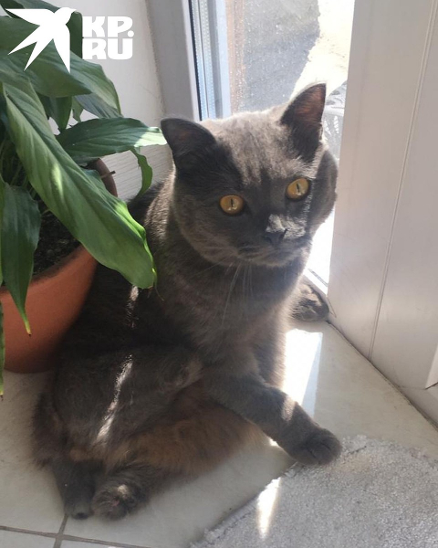 &laquo;Вот это гонщик!&raquo;: новосибирские врачи поставили протез коту, попавшему под трамвай, а он умудрился износить его за полгода