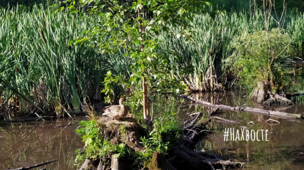 Влюбленные новосибирцы вешают дощечки вместо замков у пруда с утками 