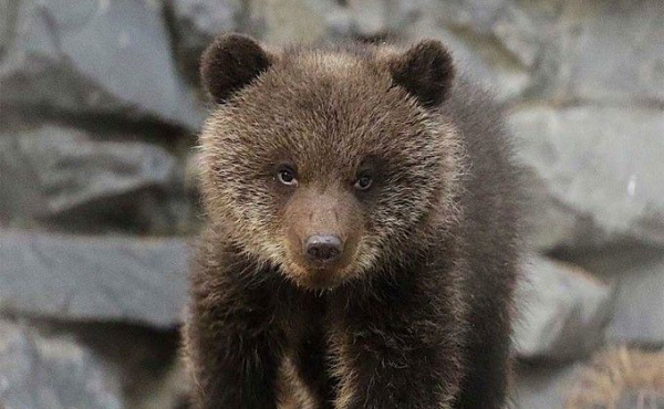 Планы по новым вольерам для медведей раскрыли в Новосибирском зоопарке