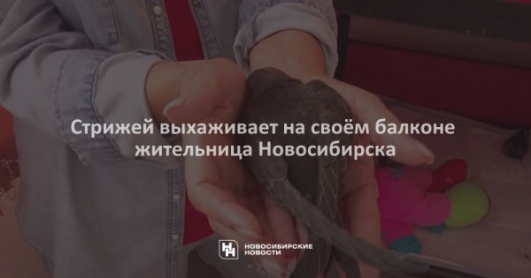 Стрижей выхаживает на&nbsp;своём балконе жительница Новосибирска